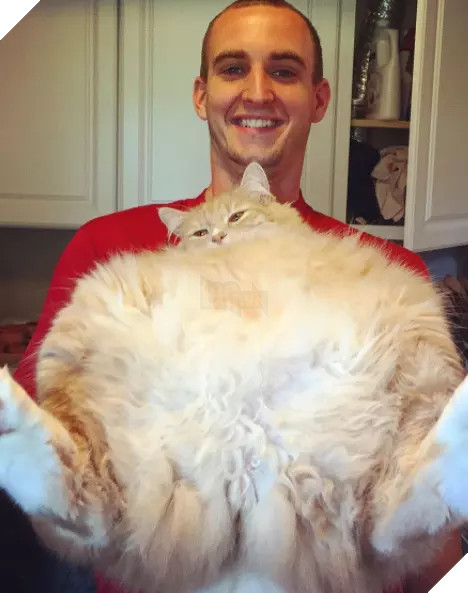 Béo ú na ú nần thế này, các ‘boss’ mèo vẫn có thể làm tim ‘sen’ tan chảy 17