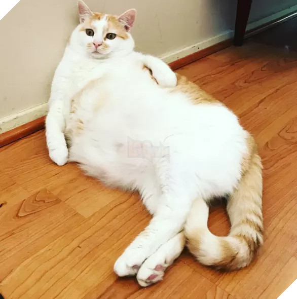 Béo ú na ú nần thế này, các ‘boss’ mèo vẫn có thể làm tim ‘sen’ tan chảy 18