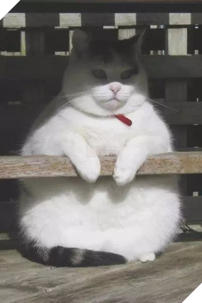 Béo ú na ú nần thế này, các ‘boss’ mèo vẫn có thể làm tim ‘sen’ tan chảy 19