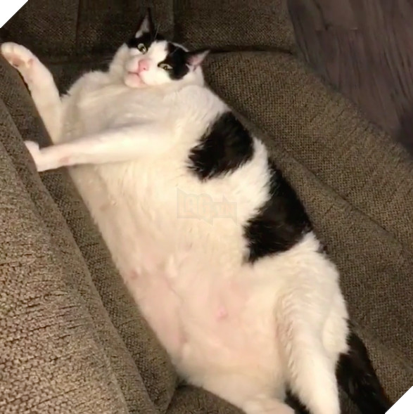 Béo ú na ú nần thế này, các ‘boss’ mèo vẫn có thể làm tim ‘sen’ tan chảy