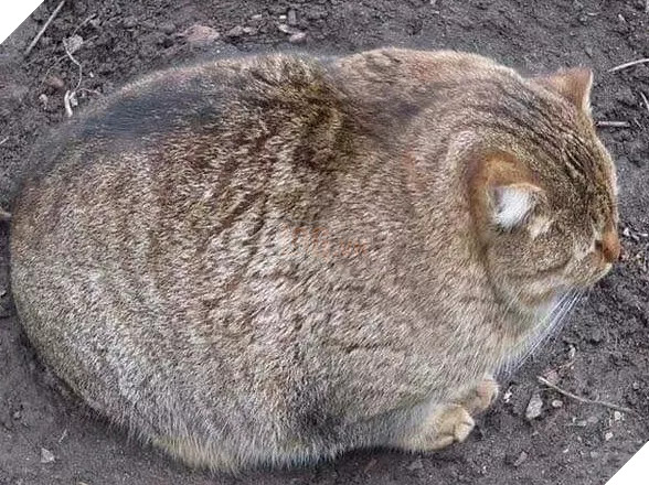 Béo ú na ú nần thế này, các ‘boss’ mèo vẫn có thể làm tim ‘sen’ tan chảy 20