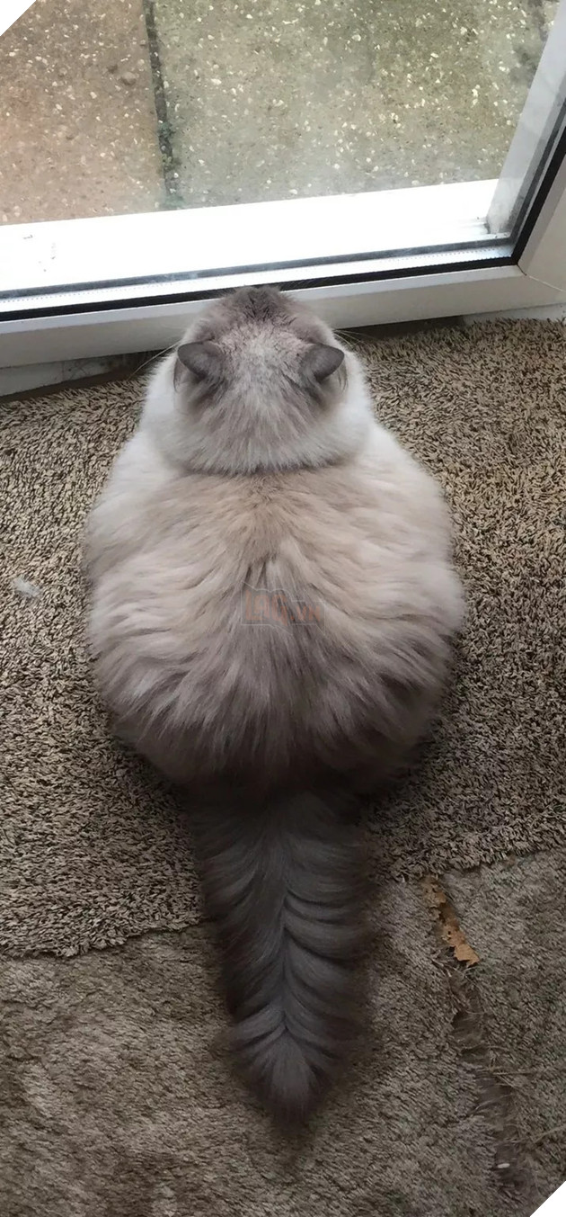 Béo ú na ú nần thế này, các ‘boss’ mèo vẫn có thể làm tim ‘sen’ tan chảy 2