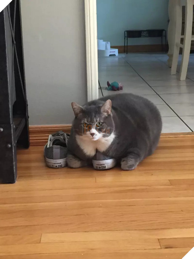 Béo ú na ú nần thế này, các ‘boss’ mèo vẫn có thể làm tim ‘sen’ tan chảy 3