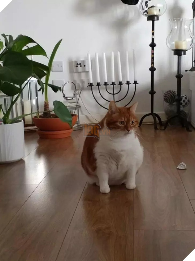 Béo ú na ú nần thế này, các ‘boss’ mèo vẫn có thể làm tim ‘sen’ tan chảy 4