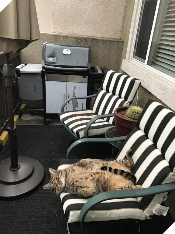 Béo ú na ú nần thế này, các ‘boss’ mèo vẫn có thể làm tim ‘sen’ tan chảy 5