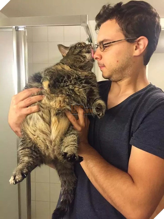 Béo ú na ú nần thế này, các ‘boss’ mèo vẫn có thể làm tim ‘sen’ tan chảy 7