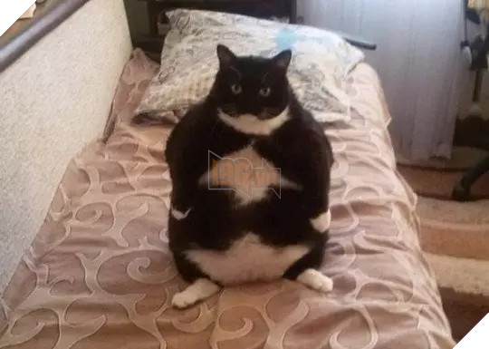 Béo ú na ú nần thế này, các ‘boss’ mèo vẫn có thể làm tim ‘sen’ tan chảy 8