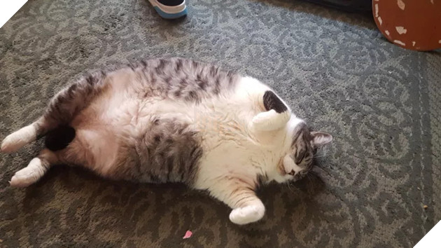 Béo ú na ú nần thế này, các ‘boss’ mèo vẫn có thể làm tim ‘sen’ tan chảy 9