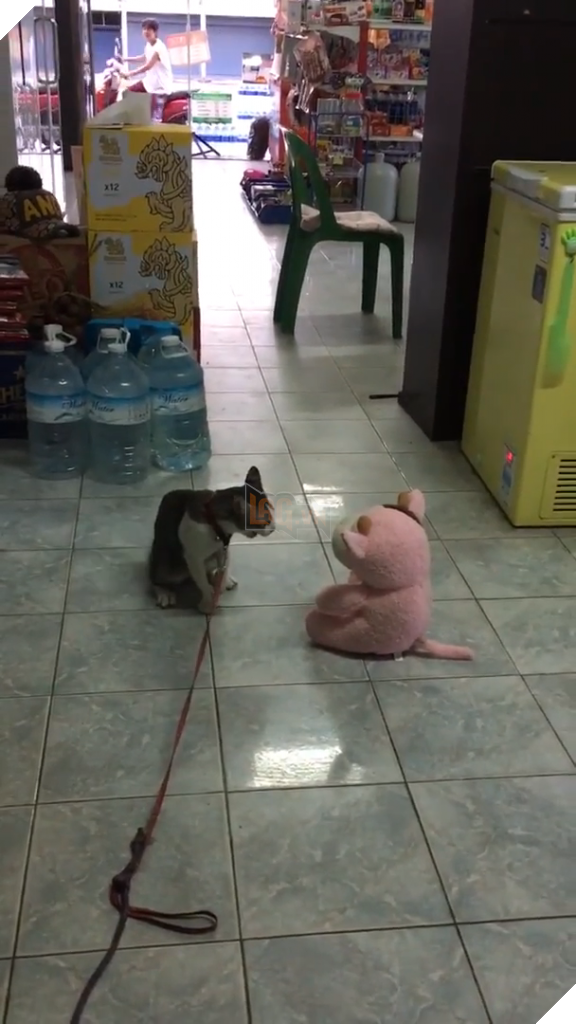 ‘Dám chặn đường ta?’ Mèo nhìn chằm chằm búp bê, 1s sau tung cú đánh chớp nhoáng khiến ai nấy kinh ngạc 2