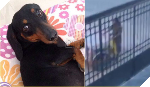 ‘Cười bò’ trước bí mật giữa chú chó xúc xích và xe bán bánh trong xóm