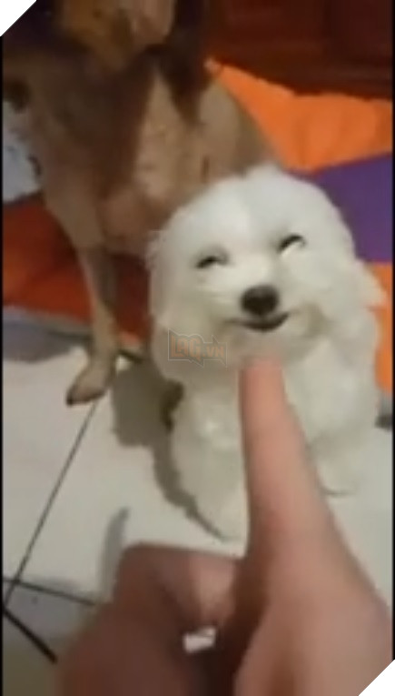 Bị chủ la mắng, chú chó nhỏ nở nụ cười trừ, “nịnh nọt” chủ nhân cực đáng yêu để được “tha thứ” 3