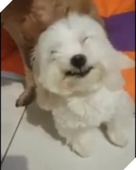 Bị chủ la mắng, chú chó nhỏ nở nụ cười trừ, “nịnh nọt” chủ nhân cực đáng yêu để được “tha thứ” 7