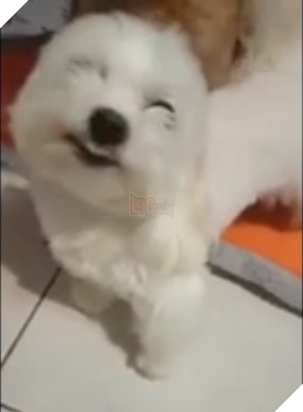 Bị chủ la mắng, chú chó nhỏ nở nụ cười trừ, “nịnh nọt” chủ nhân cực đáng yêu để được “tha thứ” 8