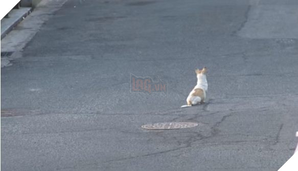 Câu chuyện chó mẹ mang thai ngồi khóc mỗi ngày ở góc đường lấy nước mắt triệu người