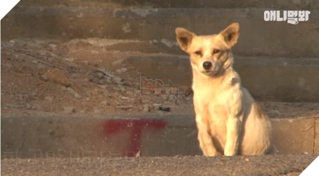 Câu chuyện chó mẹ mang thai ngồi khóc mỗi ngày ở góc đường lấy nước mắt triệu người 2