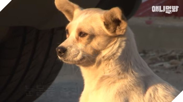 Câu chuyện chó mẹ mang thai ngồi khóc mỗi ngày ở góc đường lấy nước mắt triệu người 3