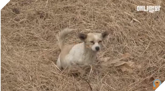 Câu chuyện chó mẹ mang thai ngồi khóc mỗi ngày ở góc đường lấy nước mắt triệu người 6