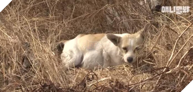 Câu chuyện chó mẹ mang thai ngồi khóc mỗi ngày ở góc đường lấy nước mắt triệu người 5