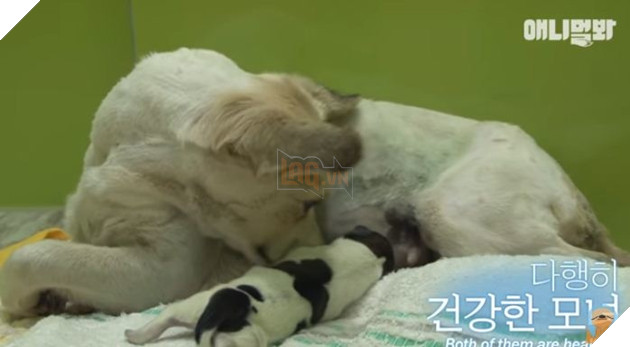 Câu chuyện chó mẹ mang thai ngồi khóc mỗi ngày ở góc đường lấy nước mắt triệu người 7