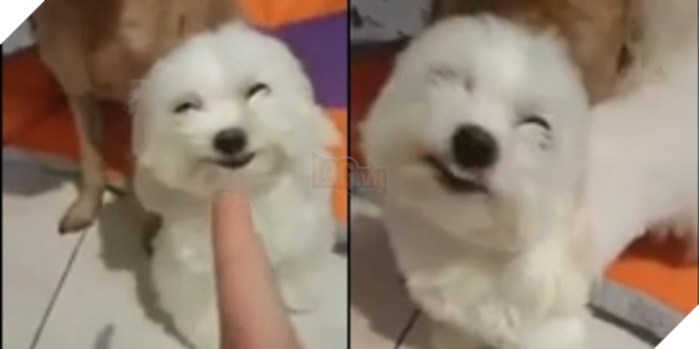 Bị chủ la mắng, chú chó nhỏ nở nụ cười trừ, “nịnh nọt” chủ nhân cực đáng yêu để được “tha thứ”