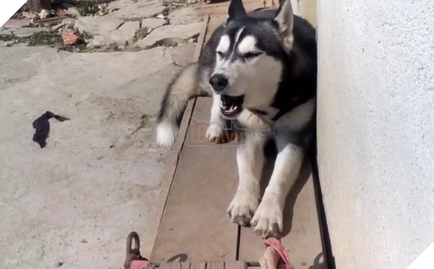 Husky lớn lên cùng đàn gà, bây giờ nó sủa thế này, dân mạng được