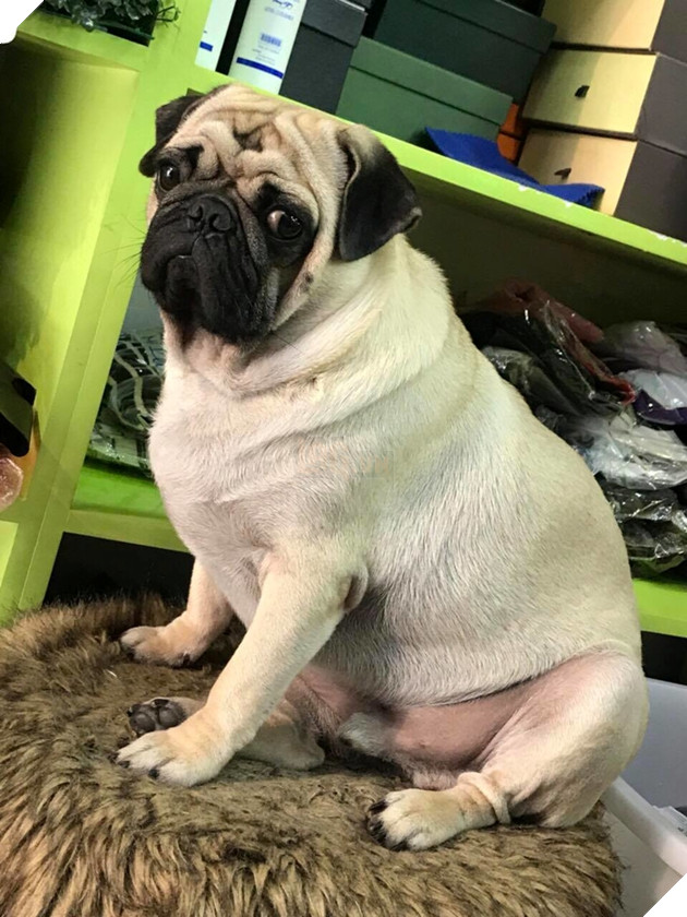 Chú chó nặng 20kg sang chảnh, khẩu phần thức ăn hơn 100k/ngày