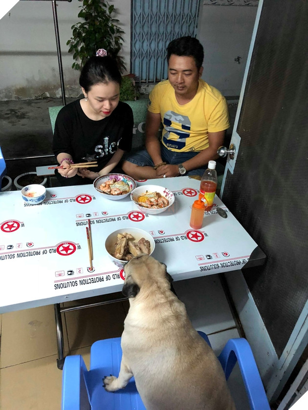 Chú chó nặng 20kg sang chảnh, khẩu phần thức ăn hơn 100k/ngày 2