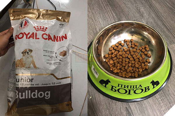 Chú chó nặng 20kg sang chảnh, khẩu phần thức ăn hơn 100k/ngày 3