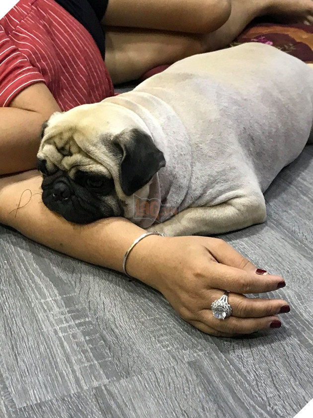 Chú chó nặng 20kg sang chảnh, khẩu phần thức ăn hơn 100k/ngày 4