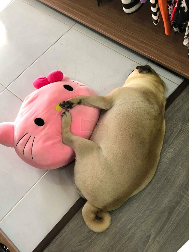 Chú chó nặng 20kg sang chảnh, khẩu phần thức ăn hơn 100k/ngày 5