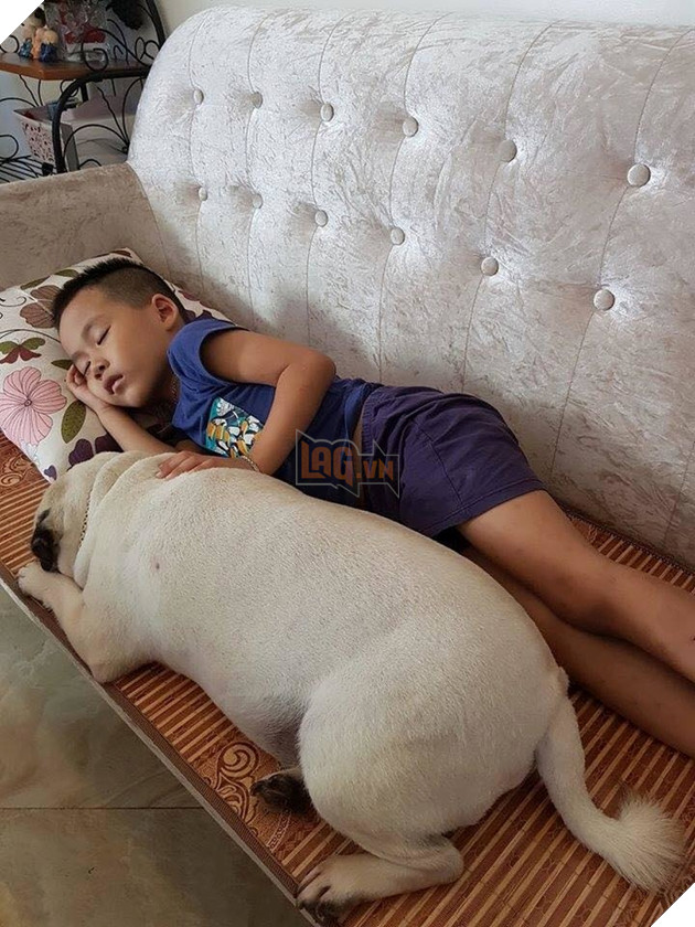 Ròng rã nuôi boss hơn 2 năm trời, sen đắng lòng khi phát hiện mình đang nuôi nhầm con... heo 