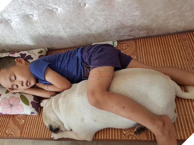 Ròng rã nuôi boss hơn 2 năm trời, sen đắng lòng khi phát hiện mình đang nuôi nhầm con... heo  5