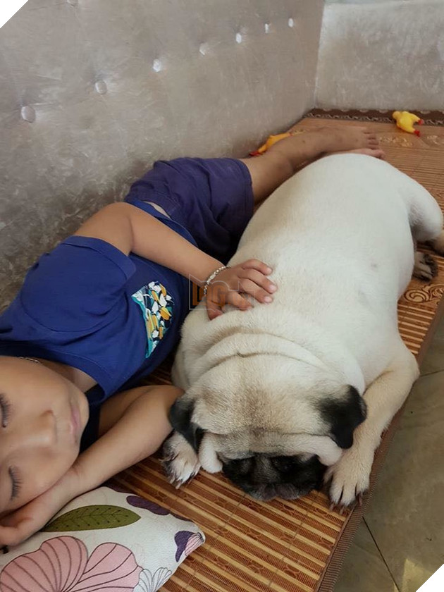 Ròng rã nuôi boss hơn 2 năm trời, sen đắng lòng khi phát hiện mình đang nuôi nhầm con... heo  3