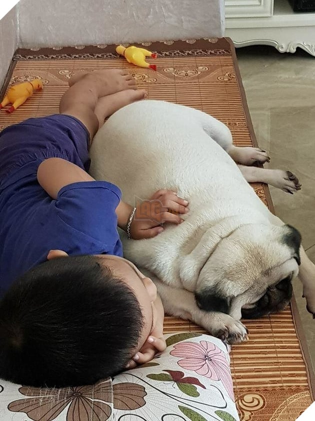 Ròng rã nuôi boss hơn 2 năm trời, sen đắng lòng khi phát hiện mình đang nuôi nhầm con... heo  4