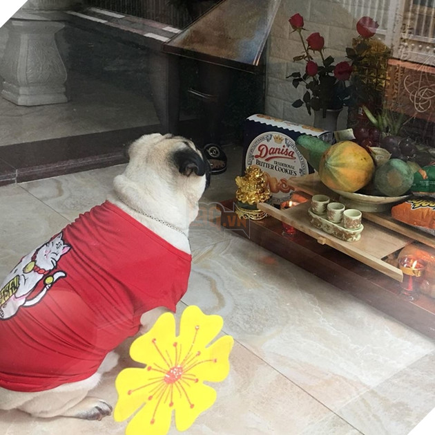 Ròng rã nuôi boss hơn 2 năm trời, sen đắng lòng khi phát hiện mình đang nuôi nhầm con... heo  7