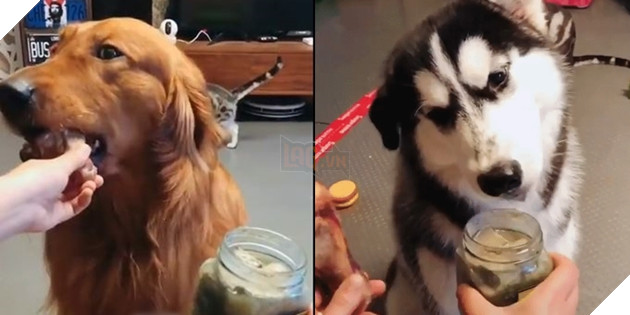 Cuộc đời luôn tồn tại 2 thể loại là đần và ngáo thế này đây!