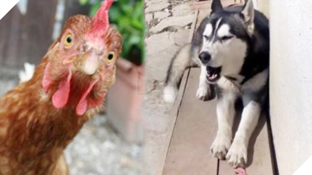 Husky lớn lên cùng đàn gà, bây giờ nó sủa thế này, dân mạng được phen ôm bụng cười