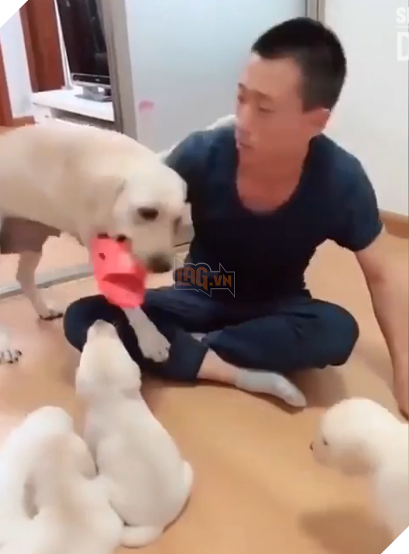 Hành động đáng yêu của chó mẹ khi sen dám la mắng các bé cún con của mình