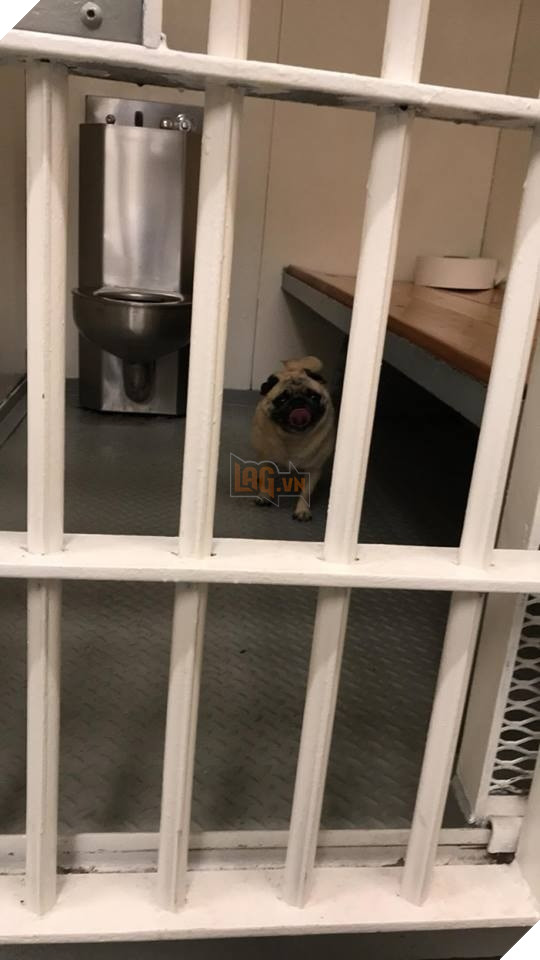 Chú boss ‘mặt phệ’ bỏ nhà đi lang thang và bị bắt vào đồn cảnh sát chỉ vì… quá đáng yêu