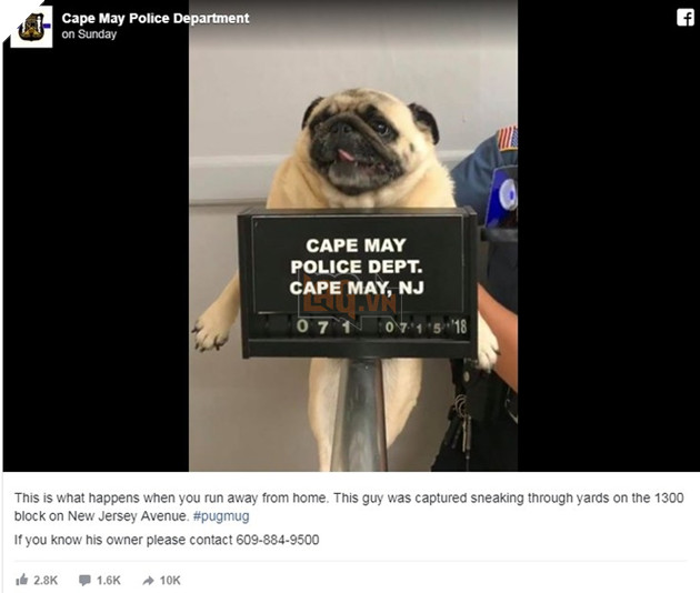 Chú boss ‘mặt phệ’ bỏ nhà đi lang thang và bị bắt vào đồn cảnh sát chỉ vì… quá đáng yêu 2