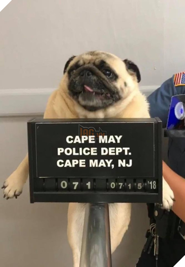 Chú boss ‘mặt phệ’ bỏ nhà đi lang thang và bị bắt vào đồn cảnh sát chỉ vì… quá đáng yêu 3