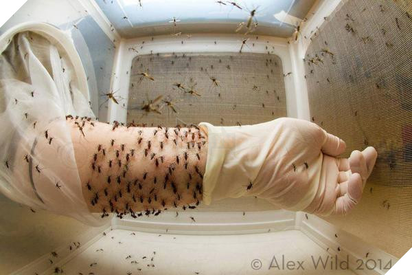 mosquito experiment mosquito experiment