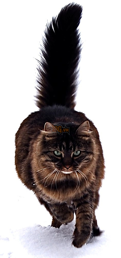 470px-Maine_Coon_cat_by_Tomitheos 470px maine coon cat by tomitheos