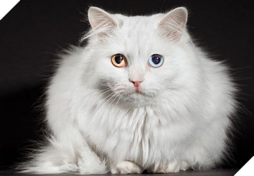 Turkish Angora turkish angora
