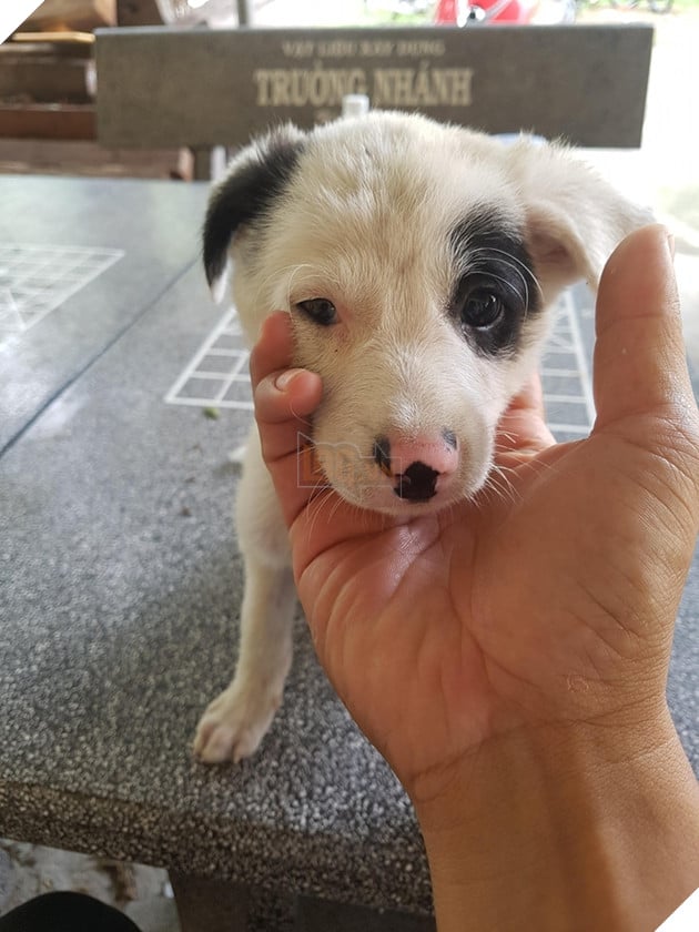 Những con Boss mặt nhọ bẩm sinh, sinh ra đã có sứ mệnh mua vui cho thiên hạ 8