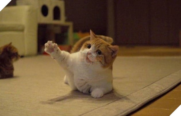 Cuoi ngat voi em meo danh ca Cười ngất với em mèo dành cả tuổi thanh xuân để giơ tay xin...phát biểu