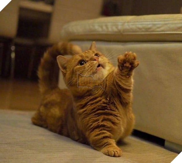 Cuoi ngat voi em meo danh ca Cười ngất với em mèo dành cả tuổi thanh xuân để giơ tay xin...phát biểu 4