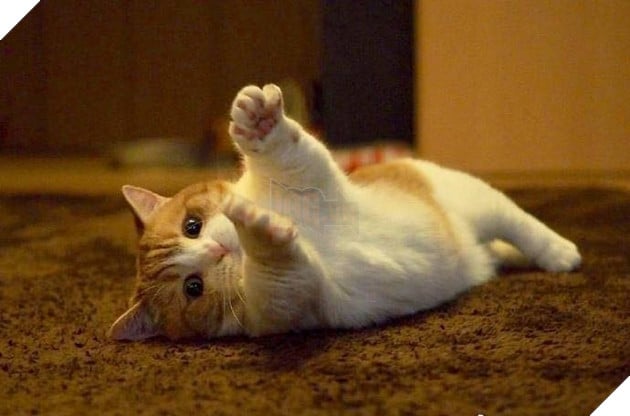 Cuoi ngat voi em meo danh ca Cười ngất với em mèo dành cả tuổi thanh xuân để giơ tay xin...phát biểu 2