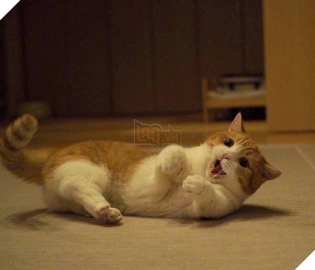 Cuoi ngat voi em meo danh ca Cười ngất với em mèo dành cả tuổi thanh xuân để giơ tay xin...phát biểu 3