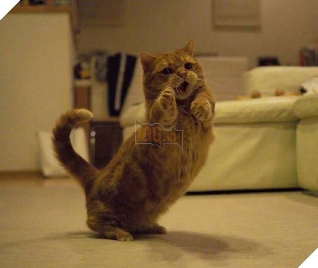 Cuoi ngat voi em meo danh ca Cười ngất với em mèo dành cả tuổi thanh xuân để giơ tay xin...phát biểu 5